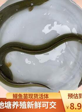 白鳗冷水热带鱼淡水原生
