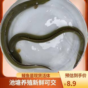 白鳗冷水热带鱼淡水原生白鳝鳗鱼青鳗河鳗鱼苗活体鳗鱼苗淡水
