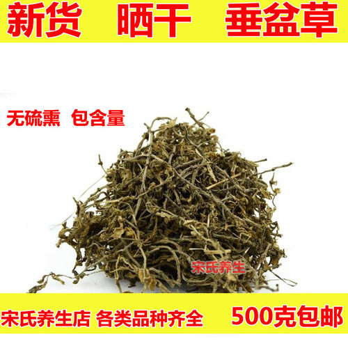 野生垂盆草植物食用中药材