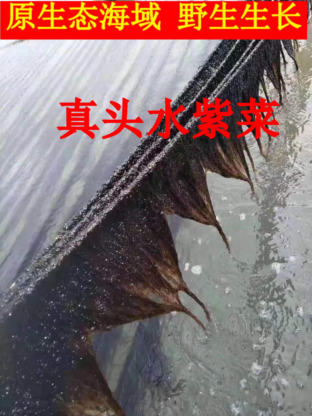 23年10月特级新头水紫菜大片散装紫菜汤干货紫菜头水新紫菜上市