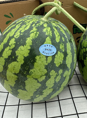 正宗上海8424西瓜大果整箱脆甜红壤新鲜水果无籽麒麟南汇黑籽当季