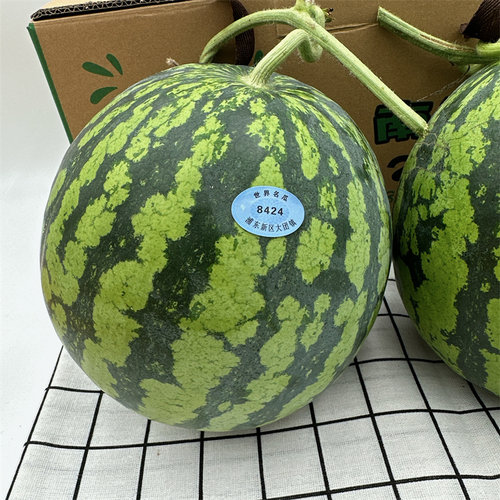 上海南汇8424西瓜大果整箱