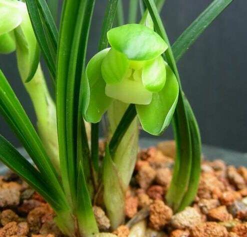 带花苞兰花苗春兰 杨氏素荷 矮种荷瓣素花好养绿植阳台庭院盆栽