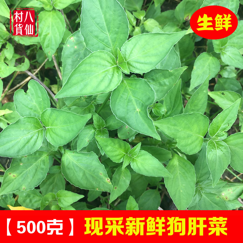 新鲜乌面草 狗肝菜 猪肝菜 中草药 青蛇仔六角英假红蓝小叶路边青