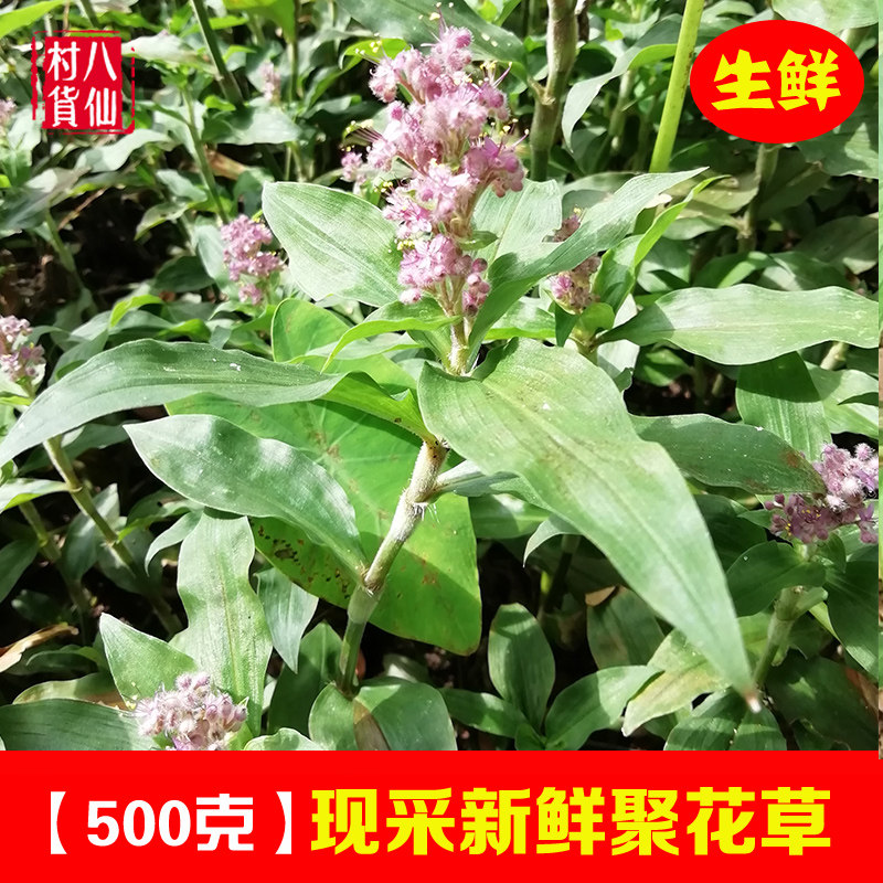 新鲜聚花草 现采水竹菜水打不死水竹叶草竹叶藤塘壳菜过江竹 包邮