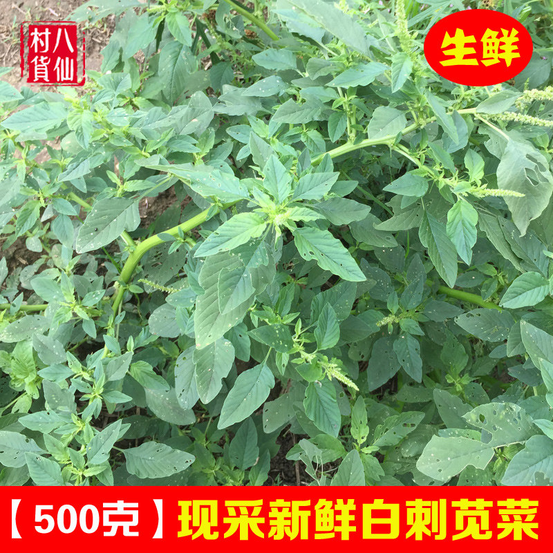 新鲜白刺苋菜 现挖白梗野刺苋菜根 中草药假苋菜勒苋菜全草纯根