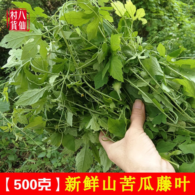 新鲜现采山苦瓜藤叶 天然野苦瓜苦瓜莲鸭卵瓜藤叶宝宝洗澡中草药