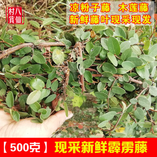 新鲜薜荔藤 凉粉藤白凉粉果藤中草药木莲藤 广王不留行 包邮