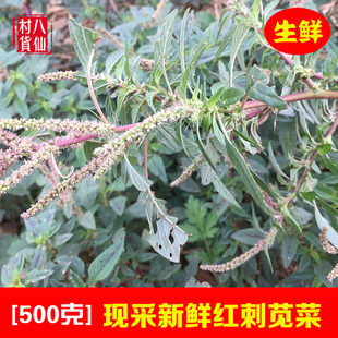 新鲜红刺苋菜 带刺刺苋根 红菜头红梗刺苋菜 假苋菜猪母菜勒苋菜