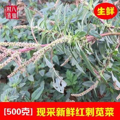 新鲜中草药红梗刺苋菜勒苋菜