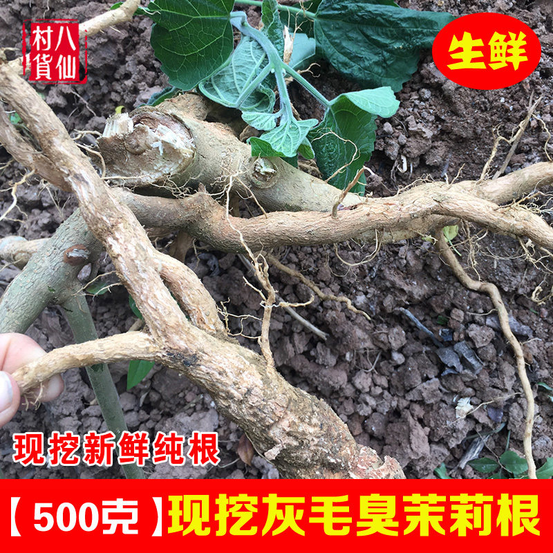 新鲜白花臭牡丹 现挖灰毛臭茉莉根 白毛臭牡丹纯根 白花臭茉莉根