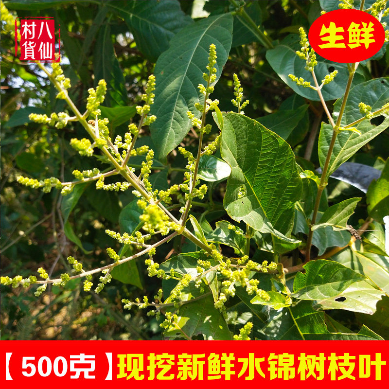 新鲜水锦树 猪血木饭汤木 中草药 红水柴沙牛木牛伴木枝叶 包邮