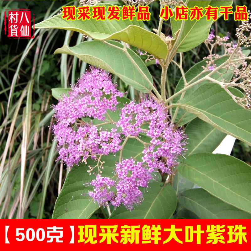 新鲜大叶紫珠 现采大风叶中草药赶风柴裸花紫珠 艾贼佬 紫珠 包邮