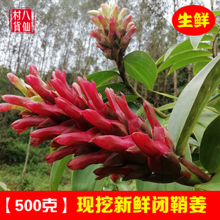 新鲜闭鞘姜 现挖观音姜 山冬笋 水蕉花广商陆 白石笋发姜块 包邮