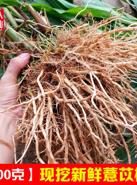 现挖薏苡根 新鲜尿珠子根 薏米根草珠子根六谷迷五谷根 500克包邮