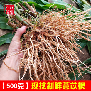 现挖薏苡根 新鲜尿珠子根 薏米根草珠子根六谷迷五谷根 500克包邮