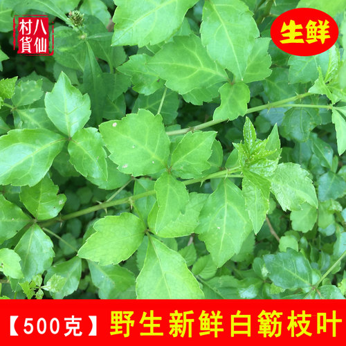 新鲜现采白簕中草药白刺三叶五加