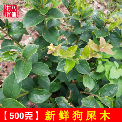 广西新鲜狗屎木枝叶华山矾纯根