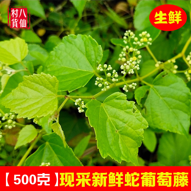 现采新鲜蛇葡萄藤 中草药假葡萄藤蛇白蔹野葡萄山葡萄藤藤叶纯根