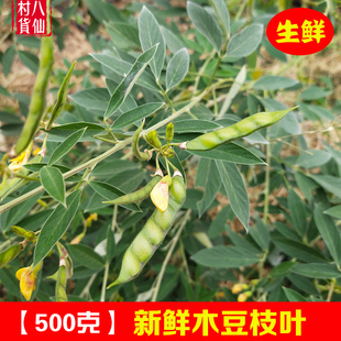 新鲜木豆叶 现采树黄豆出水豆洗澡皮肤问题 中草药三叶豆500g包邮