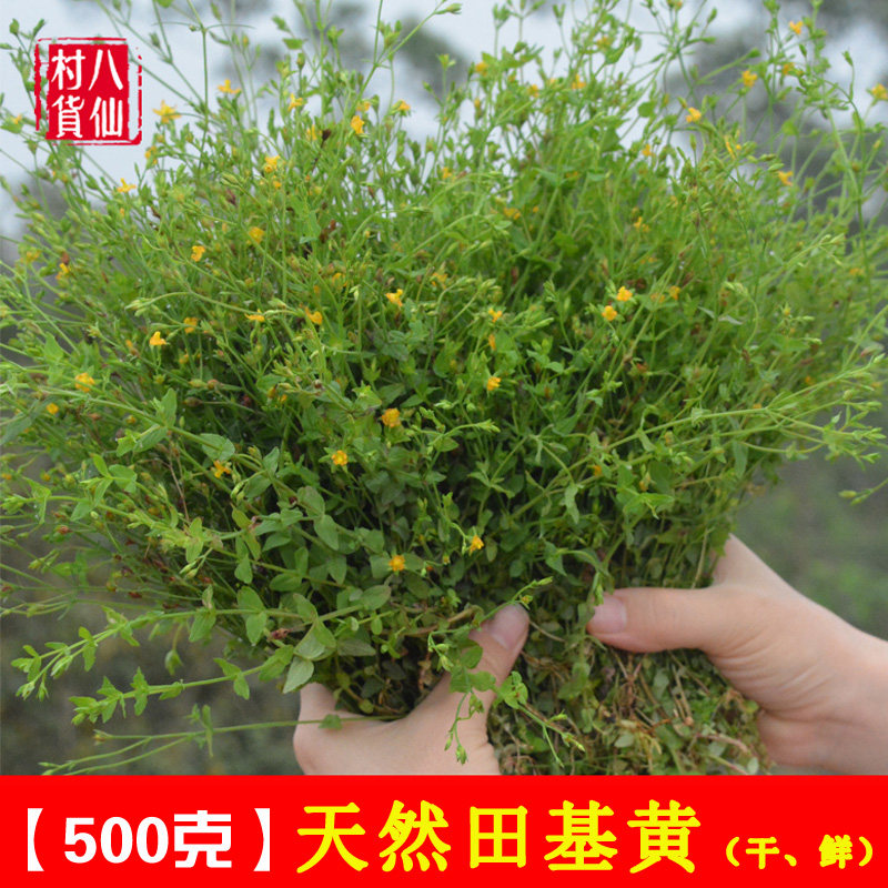 野生新鲜田基黄 地耳草 中草药黄花草 黄花仔 雀舌草 田基王 包邮