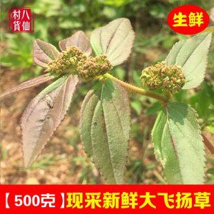 野生新鲜飞扬草大飞扬 节节花现采中草药材白乳汁草全草肤痒洗澡