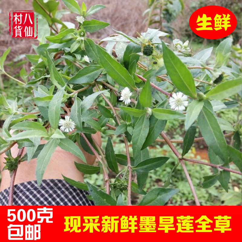 新鲜现采墨旱莲中草药水旱莲