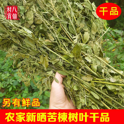 自晒苦楝叶干品中草药苦楝树叶