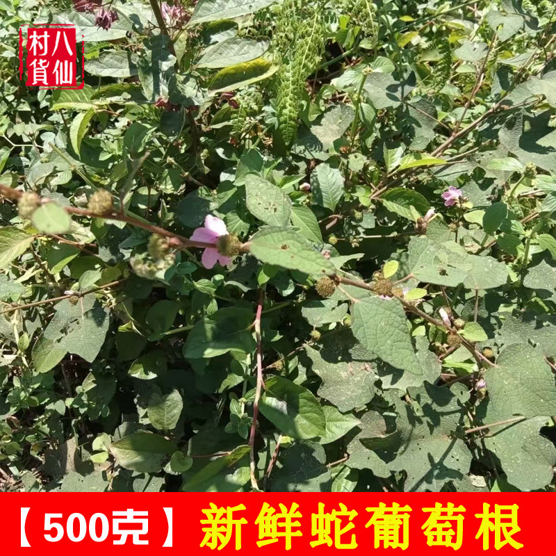新鲜地桃花 中草药拦路虎八卦根广西肖梵天花根三脚破全草 包邮