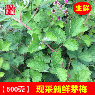 广西野生新鲜茅莓 红梅消 中草药三月泡根 茅莓根蛇泡簕全草 包邮