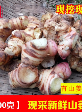 新鲜山姜现挖山姜头调味料南姜
