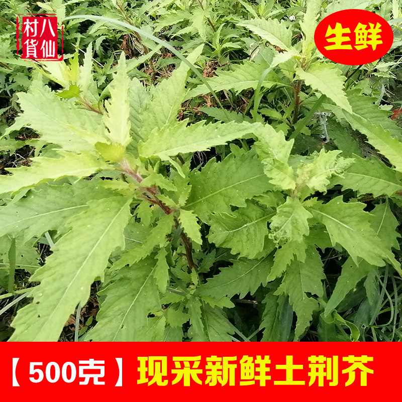野生新鲜土荆芥 中草药材臭草 红泽蓝 天仙草 钩虫草虱子草 包邮