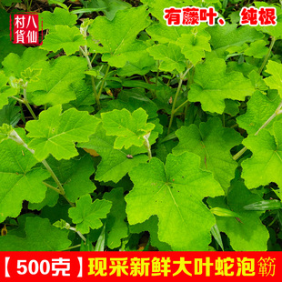 新鲜大叶蛇泡簕 粗叶悬钩子根 现采中草药八月泡枝叶大叶茅莓根