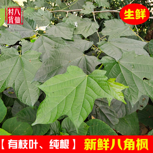 广西现采新鲜八角枫 白龙须 生鲜中草药材八角风枝叶现挖八角枫根
