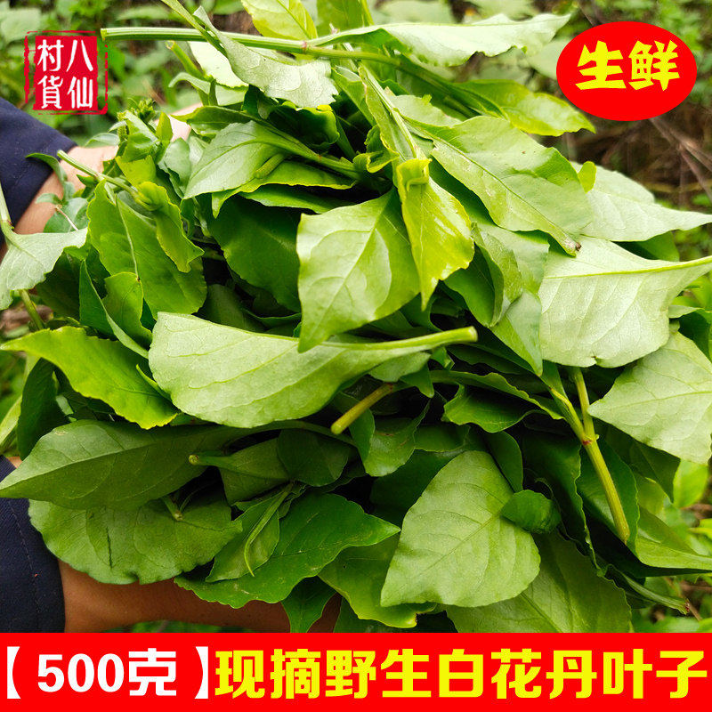 新鲜白花丹叶子 白花丹纯叶子 中草药一见消根白花丹苗白雪花枝叶