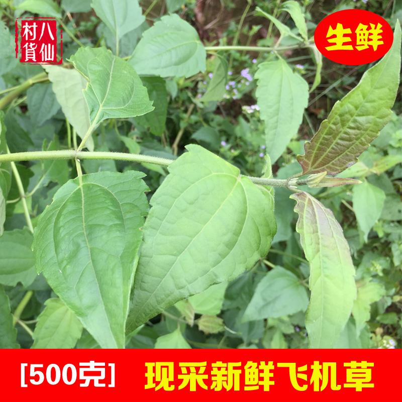 新鲜飞机草 现采香泽兰 民国草 鲜品枝叶 中草药材熬水泡洗 包邮