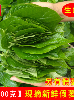 现摘新鲜假蒌叶 假蒌苗 蛤蒌叶 青蒌 假蒟叶 炒螺香菜 香菜调味料