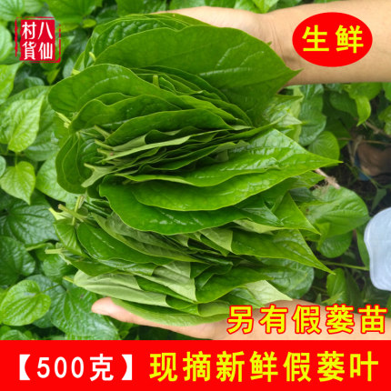 现摘新鲜假蒌叶 假蒌苗 蛤蒌叶 青蒌 假蒟叶 炒螺香菜 香菜调味料