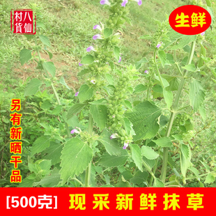 新鲜抹草 现采广防风草 落马衣 宝宝洗澡受风茉草根 抹草苗 包邮