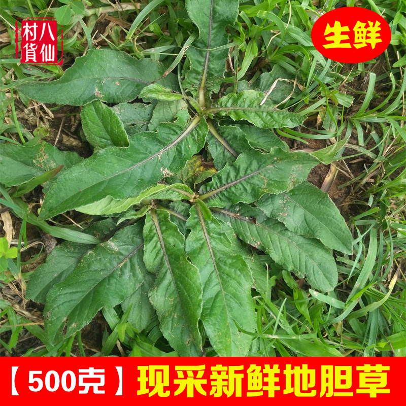 现挖地胆草 新鲜苦地胆 中草药坐地娘 煲汤地胆头 地斩头丁茄夫