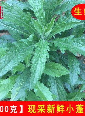 中草药小蓬草新鲜小飞蓬全草