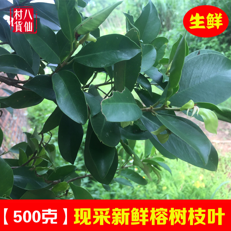 广西新鲜榕树枝叶 现采榕树叶中草药材榕树鲜品根须 榕树木枝叶