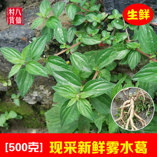 新鲜野生雾水葛 野生粘榔根咄脓膏糯米藤全草脓见消中草药拔脓膏