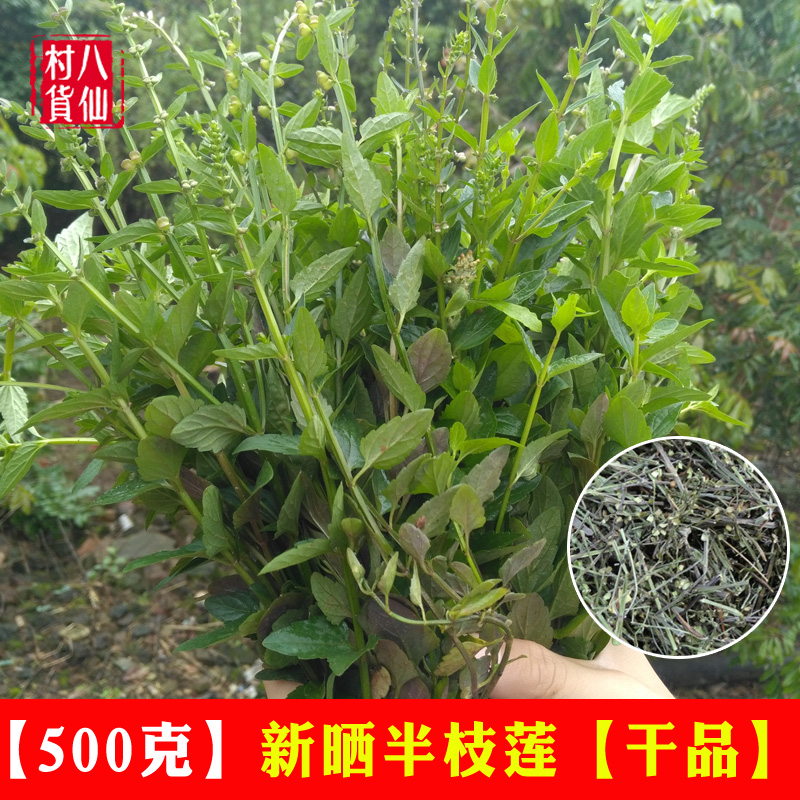 500克半枝蓮干貨 新曬半支蓮 新鮮挖耳草 中草藥材通經草 包郵