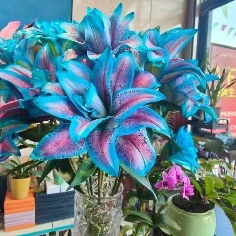 重瓣香水百合花种球四季开花好养易活盆栽鲜花庭院绿植物花卉种子