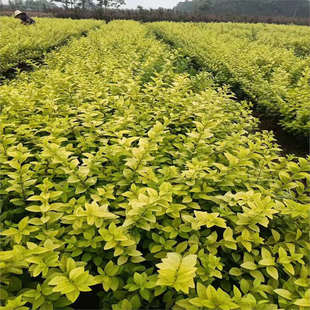 金叶女贞小苗金叶女贞球绿篱绿化庭院小区苗木四季常青绿化色块