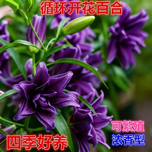 重瓣香水百合花种球四季开花好养易活盆栽鲜花庭院绿植物花卉种子
