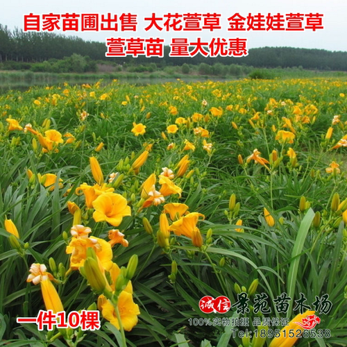 萱草花苗鸢尾苗庭院绿化