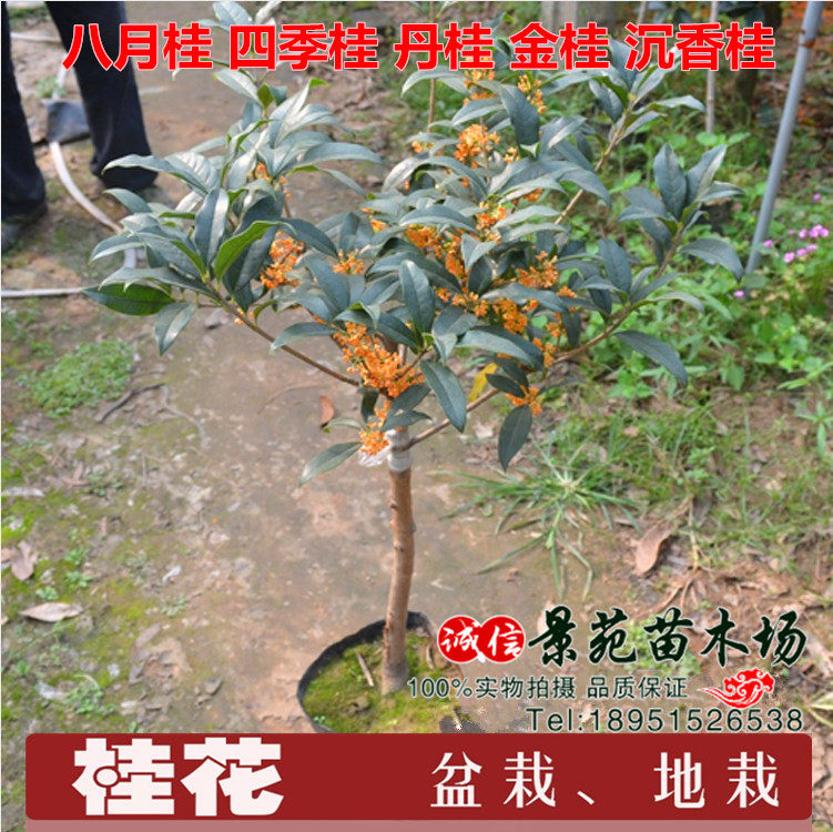 八月桂四季桂当年开花嫁接桂花