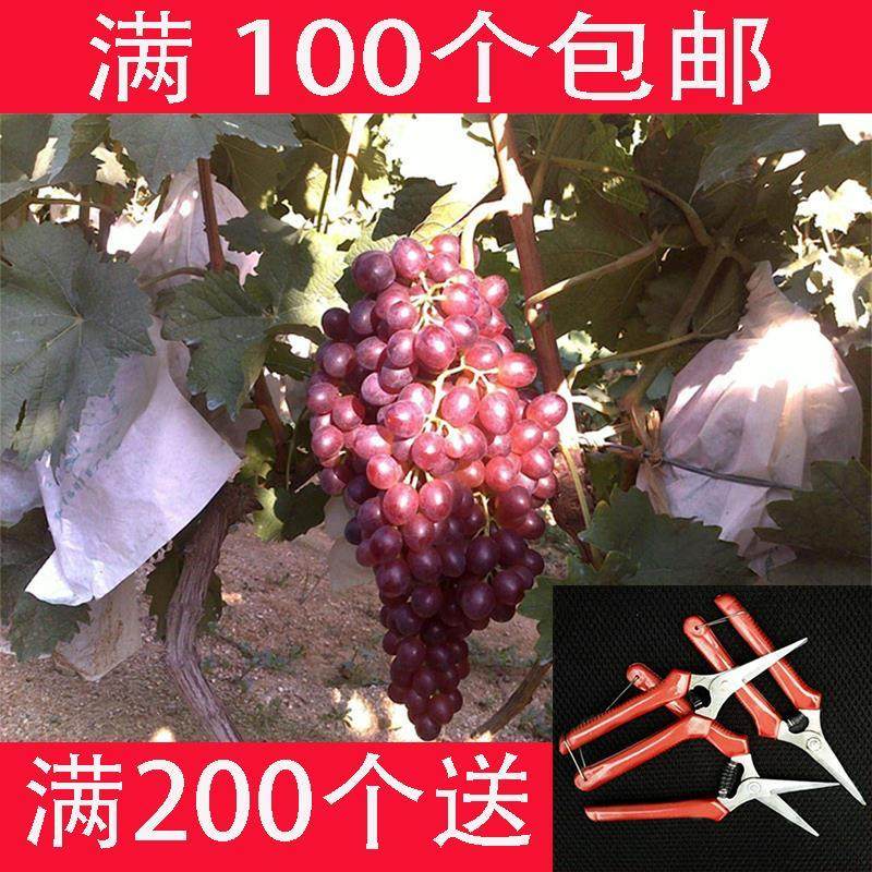 葡萄专用套袋半透明莲雾杨桃提子保护袋包水果纸袋子防水防鸟防虫